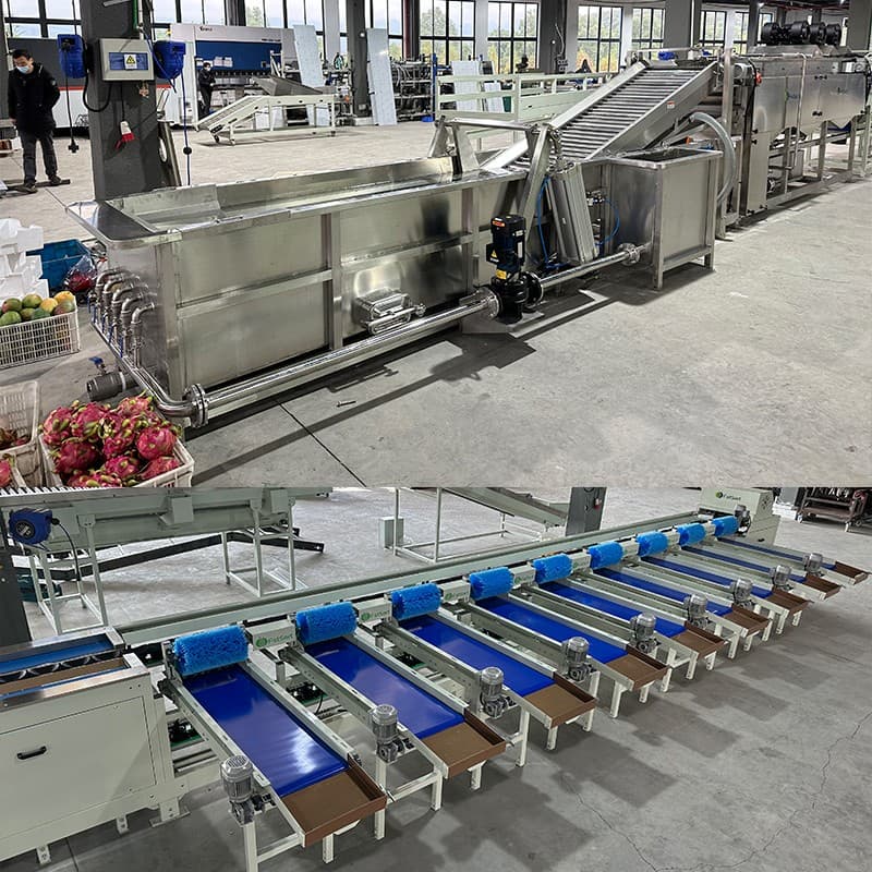 images/1704703094221mango  cleaning drying sorting line.jpg